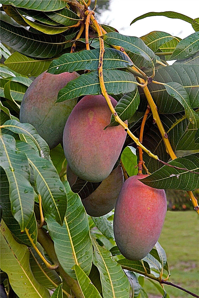 شجرة مانجو لا تنتج: كيفية الحصول على فاكهة المانجو