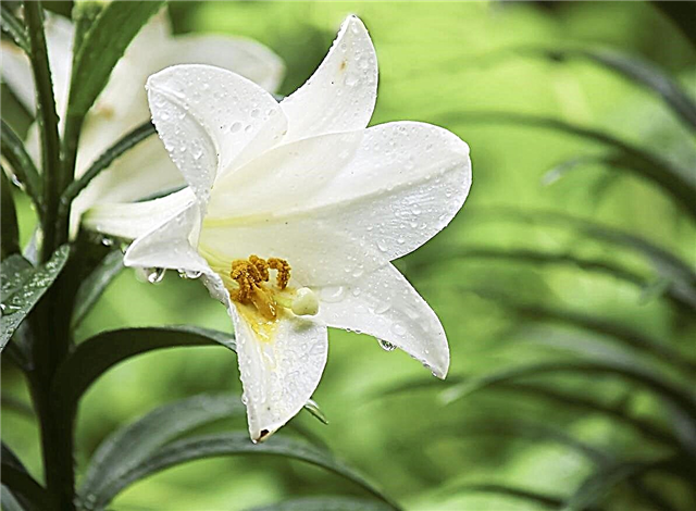 Грижа за великденските лилии: как да засадите великденската лилия след цъфтежа