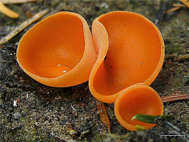 Cup Fungi Info: Was ist Orangenschalenpilz?