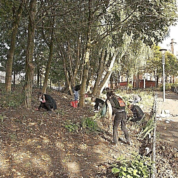 Was ist Guerilla-Gartenarbeit: Informationen zum Erstellen von Guerilla-Gärten