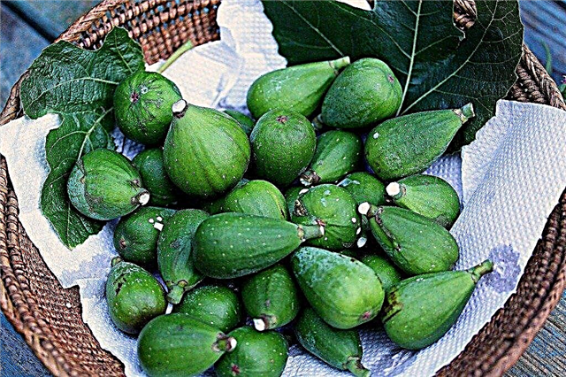 Récolter et conserver les figues fraîches - Quand et comment récolter les figues