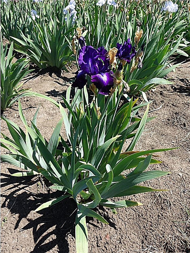 Iris Rust Disease: meer informatie over Iris Rust Control In Gardens
