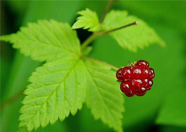 Dewberries Nedir: Dewberry Bitkileri Yetiştirmek İçin İpuçları