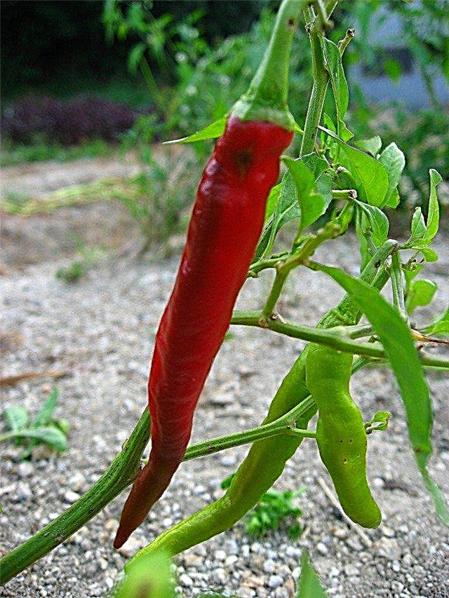 Chili paprike nisu ljute - kako dobiti ljutu čili papričicu