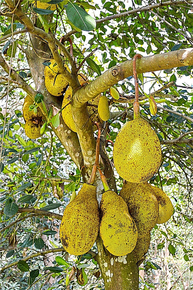 Jackfruit-træinfo: tip til dyrkning af jackfruit-træer