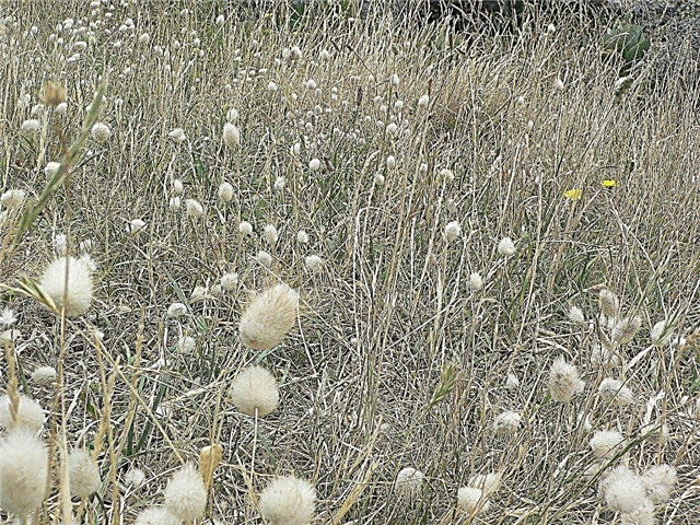 Informations sur la plante Bunny Grass: Comment faire pousser des herbes à queue de lapin