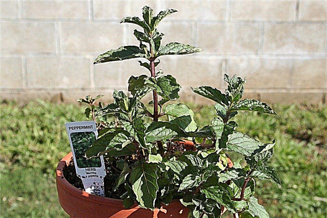 Грижа за ментовите растения от лавандула: Как да използвате билка от лавандулова мента