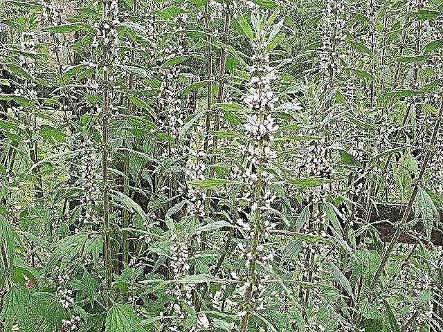 Motherwort Plant Info: Motherwort Herb Growing And Uses
