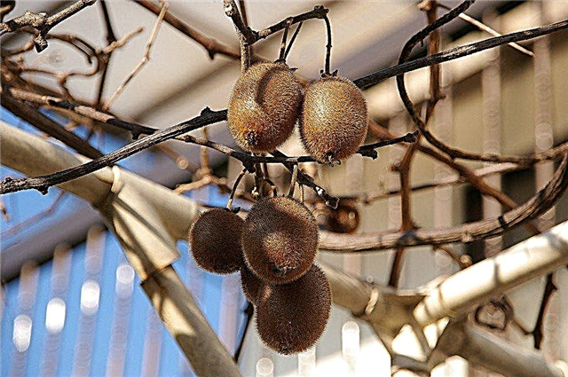 Recoltarea fructelor de kiwi: cum și când se recoltează kiwi