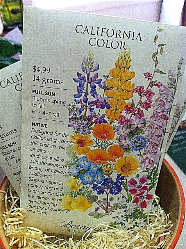 Контейнер выращенных полевых цветов: советы по уходу за растениями в горшках