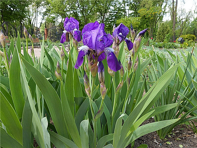 Iris Fusarium Rot: Como tratar a íris Bas Rot em seu jardim