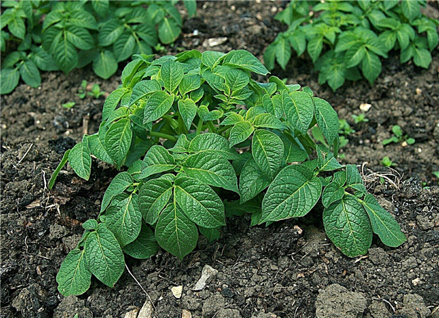 Картофените растения не произвеждат: отговори на защо няма картофи в растенията