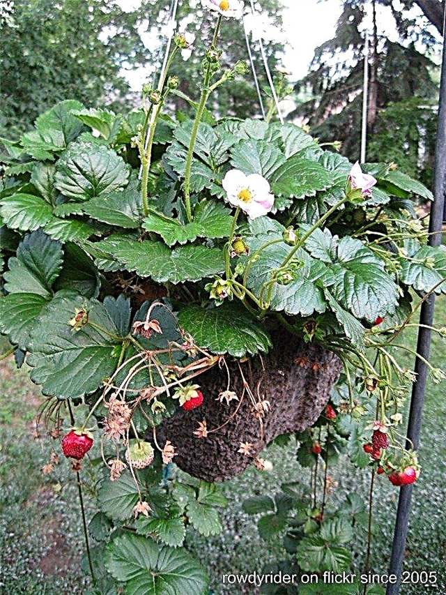 Lógó eper növények - tippek a szamóca növekedéséhez függő kosarakban