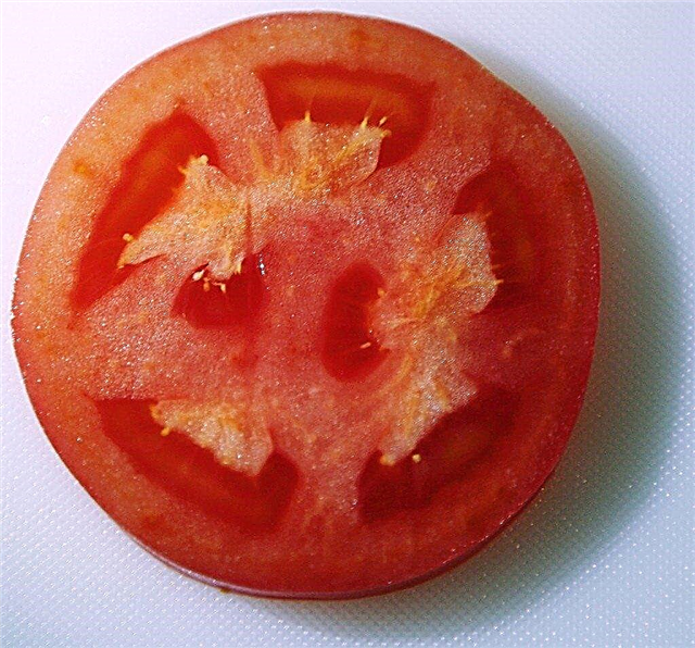 Tomato Tanpa Benih Berkembang - Jenis Tomato Tanpa Benih Untuk Taman