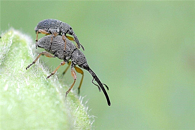 Was sind Stockrose-Rüsselkäfer? Linderung von Schäden durch Stockrose-Rüsselkäfer