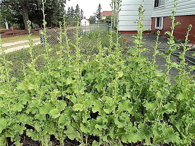 Зашто зелена салата има цвеће: савети за спречавање лучења биљака салате