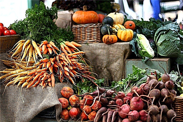 Посібник з сівозміни з овочевих культур: розуміння різних сімейств овочів