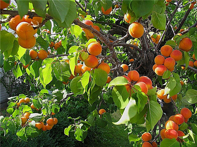 Masalah Pohon Aprikot: Kiat Untuk Mengontrol Serangga Pada Aprikot