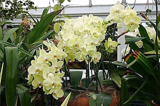 Phalaenopsis Orchid Care: نصائح لتنمية Phalaenopsis Orchids