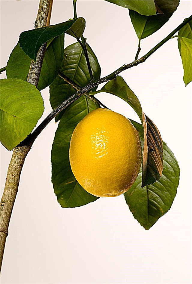 Meyer Lemon Tree Care - Aprenda sobre el cultivo de Meyer Lemons