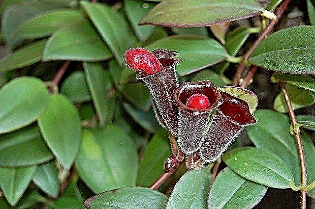 口紅植物ケア–口紅植物の成長のためのヒント