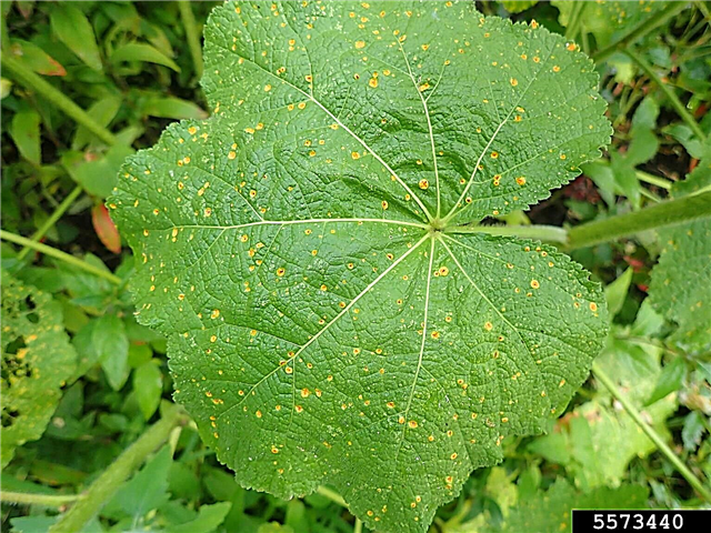 Лечение на Hollyhock Leaf Spot - Научете повече за контрола на листата на Hollyhock