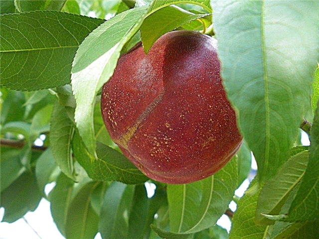 Groeiende nectarinefruitbomen: leer over de verzorging van nectarinebomen