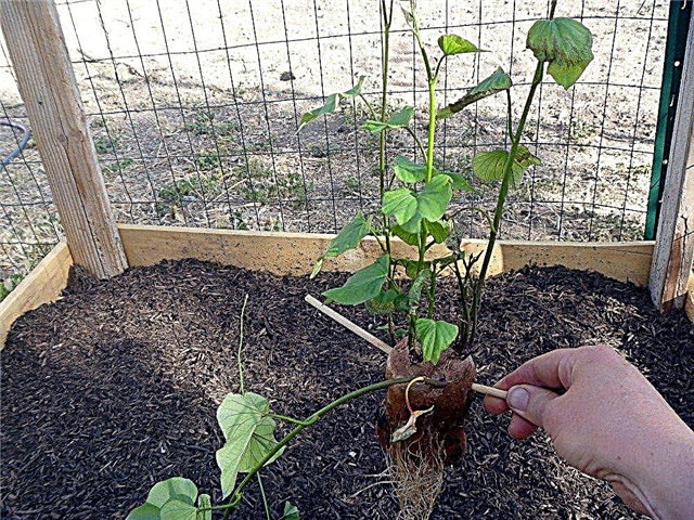 Zoete aardappelplant begint: hoe en wanneer u zoete aardappelschijven begint