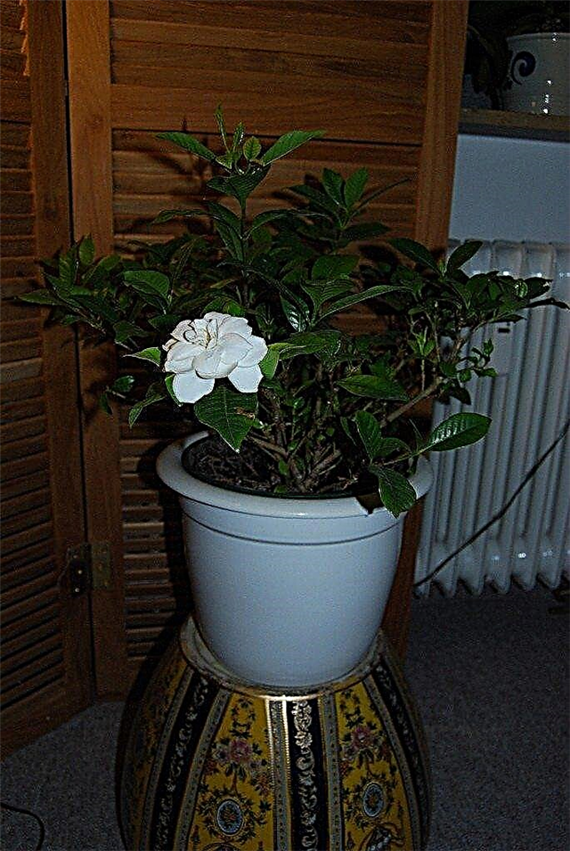 Pokojové rostliny Gardenia: Tipy pro pěstování Gardenias uvnitř