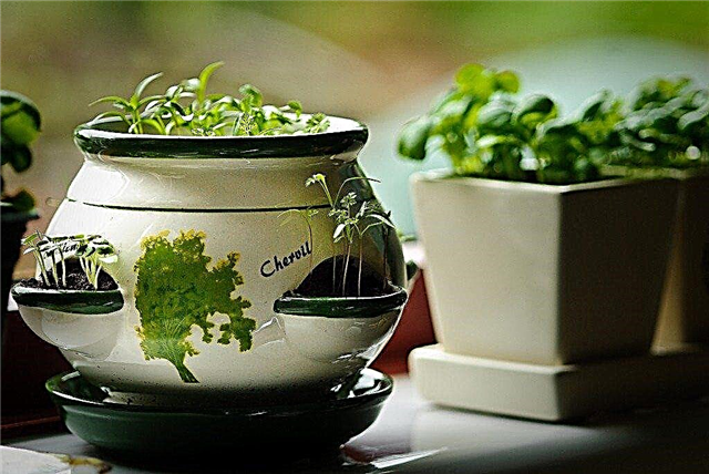 Plantas de cerefólio indoor: Como cultivar cerefólio dentro de casa
