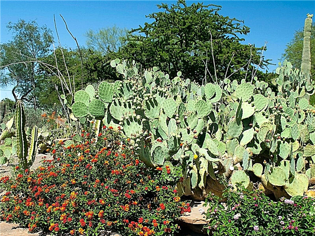 تصميم حديقة لاس فيغاس: زراعة النباتات في منطقة لاس فيغاس