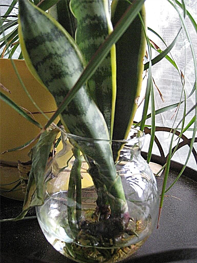 Propagação de plantas de cobra - Como propagar plantas de cobra