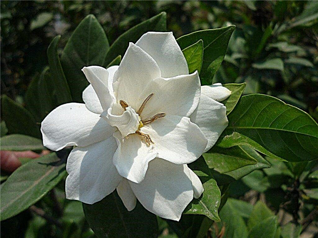 Diferentes tipos de gardenia: variedades de gardenia comúnmente cultivadas