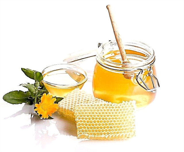 Med jako kořenový hormon: jak kořenovat řízky s medem