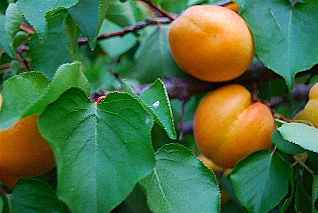 Trimning av aprikosträd: Lär dig när och hur man beskär ett aprikosträd