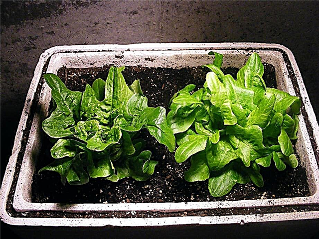 Salātu audzēšana telpās: informācija par salātu kopšanu iekštelpās