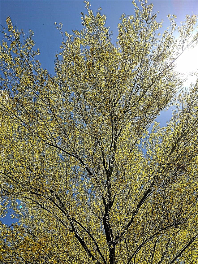 Palo Verde Tree Care - نصائح لزراعة شجرة Palo Verde