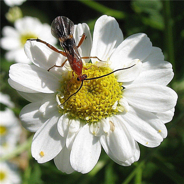 Parasitic Wasp Info - Usando vespas parasitas nos jardins