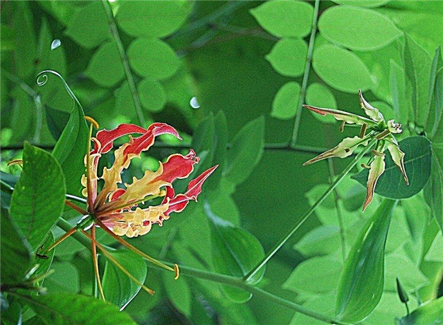 Gloriosa Lily Planting: نصائح لزراعة نبات زنبق التسلق