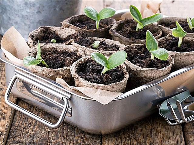 Heures de démarrage des semences: quand démarrer les semences pour votre jardin