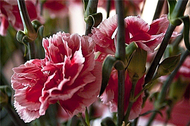 Plantas de jardín de clavel: consejos para cultivar claveles