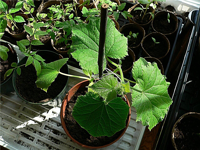 Agurker til gryder: Lær om at plante agurker i en container