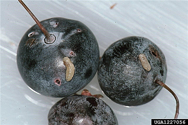 Τι είναι τα Maggots Blueberry: Μάθετε για τα Maggots στα βακκίνια