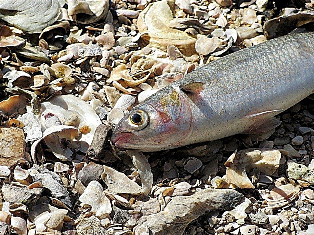 Sisa Ikan Kompos: Petua Mengenai Kompos Bungkus Ikan
