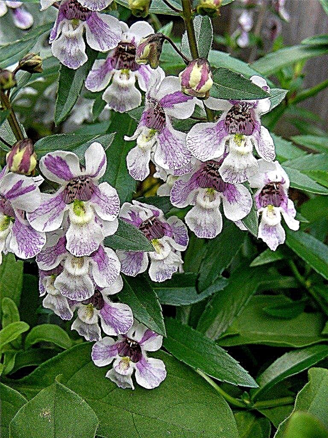 Care Of Angelonia: Comment faire pousser une plante Angelonia
