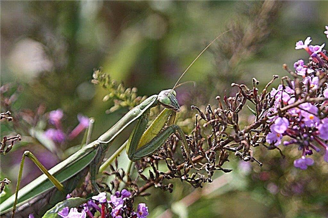 Información sobre la mantis religiosa: cómo atraer una mantis religiosa al jardín
