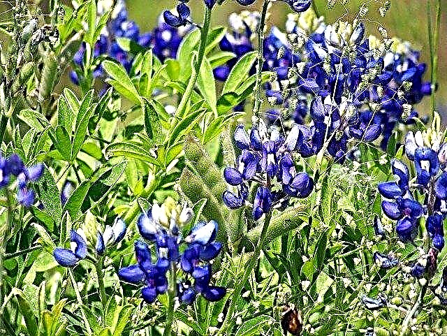 Capotas azuis crescentes - quando plantar capotas azuis no jardim
