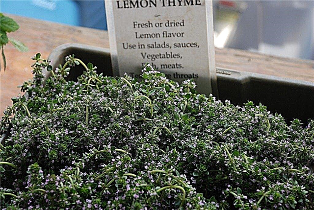 Vrste rastlin timijana: sorte timijana za vrt