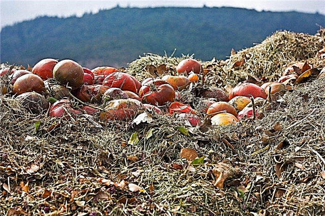 Kompostovanie paradajok: Kedy kompostovať paradajky