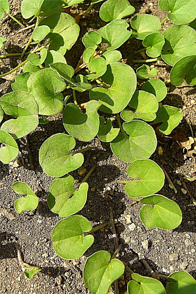 Informacija apie Dichondros augalą: patarimai, kaip auginti Dichondrą vejoje ar sode